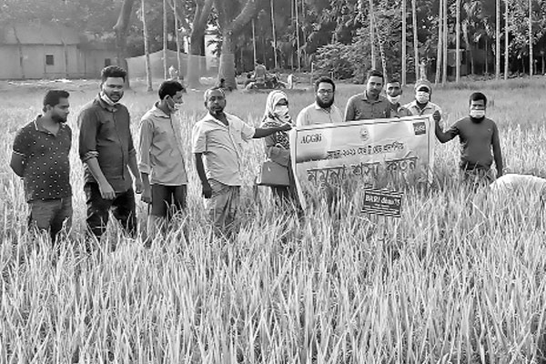 স্বল্পমেয়াদি আমন ধান কাটা শুরু
