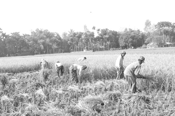 কার্তিকের ধানে মঙ্গা জয়ের হাসি
