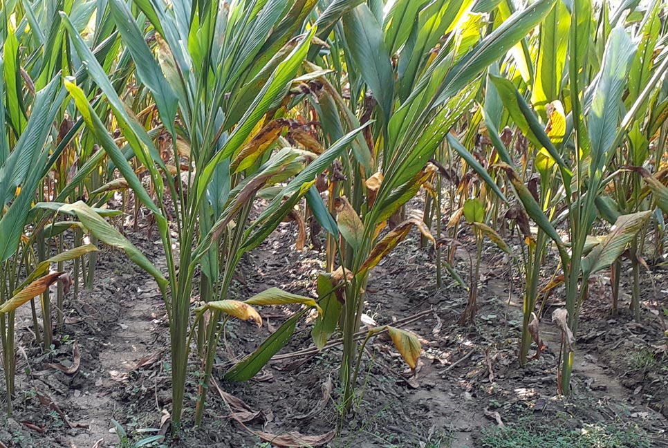 মাগুরায় হলুদ চাষের মাঠ দিবস