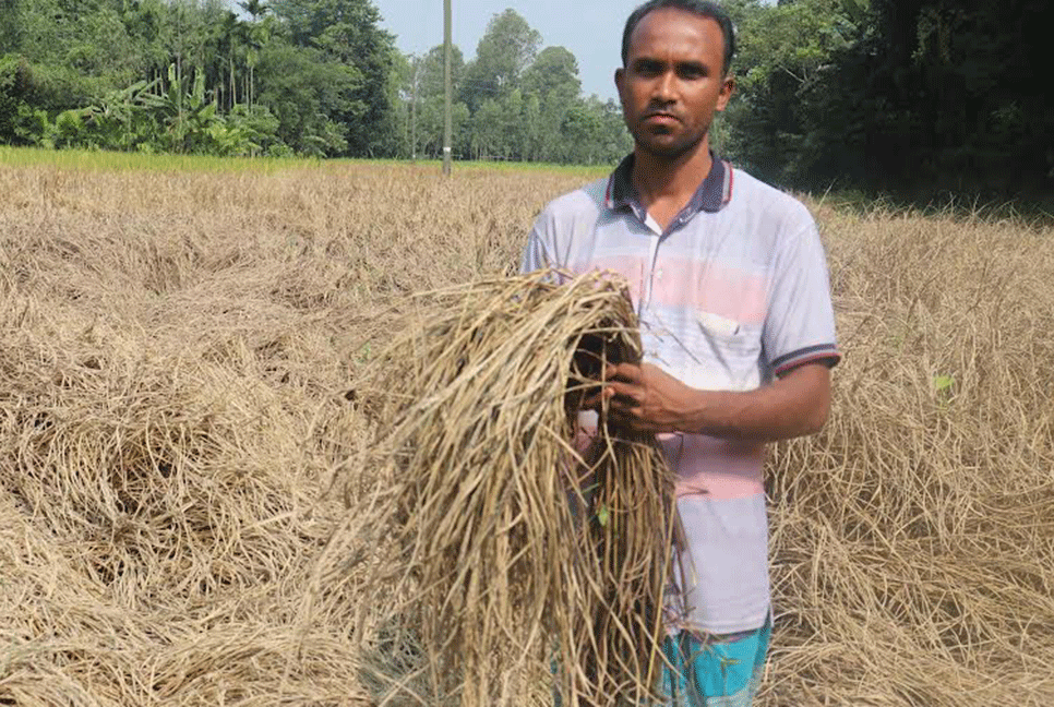 কুড়িগ্রামে আমনের খেতে পোকার আক্রমণ, দুশ্চিন্তায় কৃষকেরা
