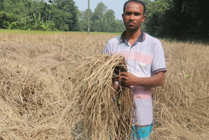কুড়িগ্রামে আমনের খেতে পোকার আক্রমণ, দুশ্চিন্তায় কৃষকেরা