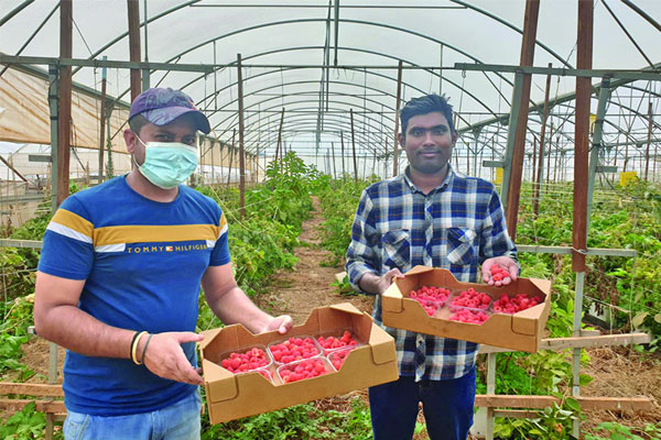 পর্তুগালে কৃষিতে বাংলাদেশিদের সাফল্য