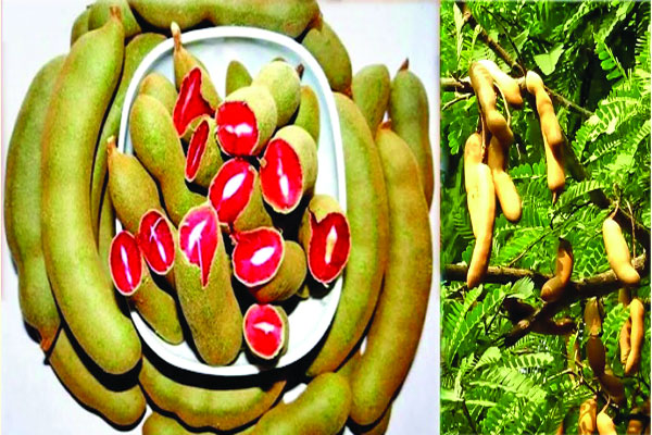 কুষ্টিয়ায় শতবর্ষী লাল তেঁতুলের বৃক্ষ