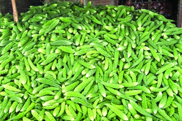 নওগাঁয় করলা চাষে বিপ্লব