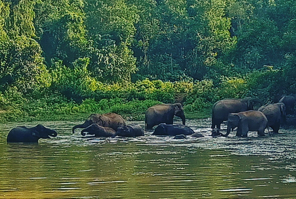 গারো পাহাড়ে বন্য হাতির তাণ্ডব
