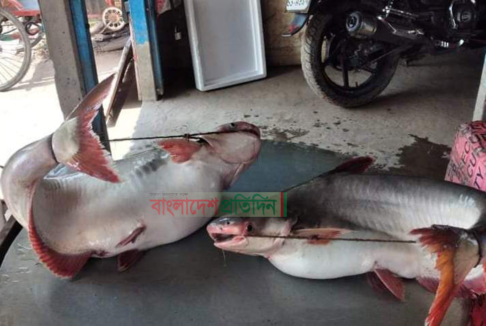 পদ্মার দুই পাঙ্গাশের দাম ৪৯ হাজার টাকা