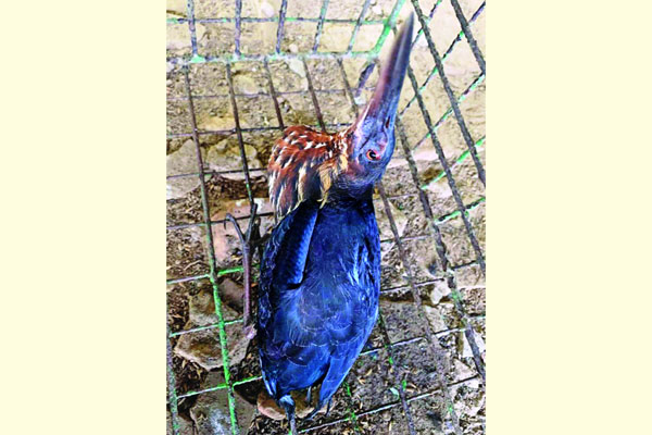 শ্রীমঙ্গলে কালো বক উদ্ধার