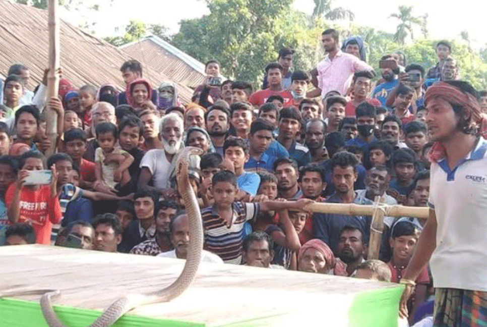 কুষ্টিয়ায় ঐতিহ্যবাহী সাপ খেলা অনুষ্ঠিত
