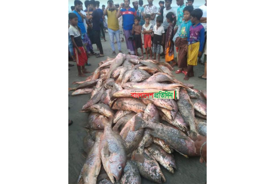 জেলের জালে ৩৬ মণ লাল কোরাল