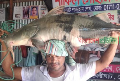 ২৫ কেজি ওজনের বাঘাইড় ৩০ হাজার টাকায় বিক্রি