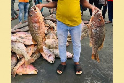 সেন্টমার্টিনে এক জালেই ধরা পড়ল ৬ লাখ টাকার লাল কোরাল