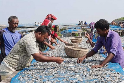 সুন্দরবনে শুঁটকি আহরণে রাজস্ব নির্ধারণ ৩ কোটি ২২ লাখ টাকা