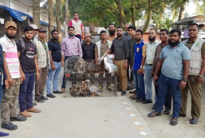 পিকনিক স্পটে বন বিভাগের অভিযান, কুমির ও অজগরসহ ৫৯ বন্যপ্রাণি জব্দ