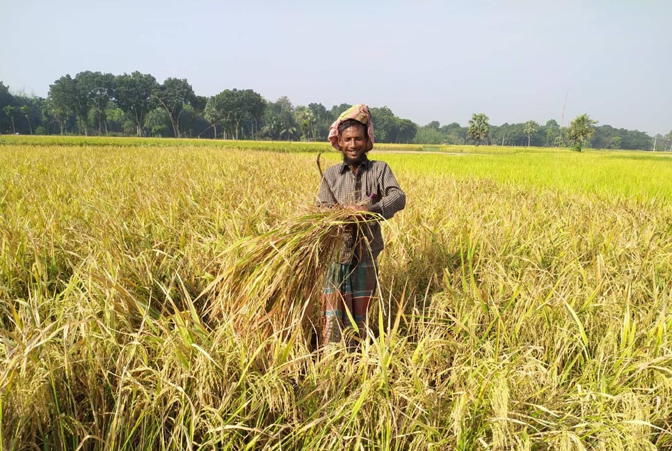 আমন ধানের বাম্পার ফলন