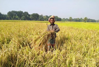 আমন ধানের বাম্পার ফলন