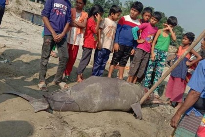 জেলের জালে তিন মণ ওজনের শুশুককে পিটিয়ে হত্যা