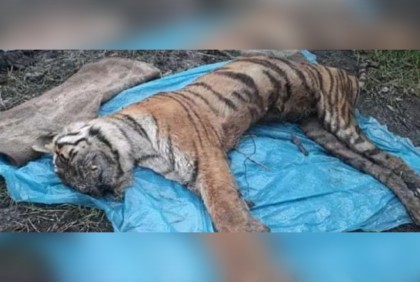 জঙ্গল থেকে মৃত বাঘ উদ্ধার