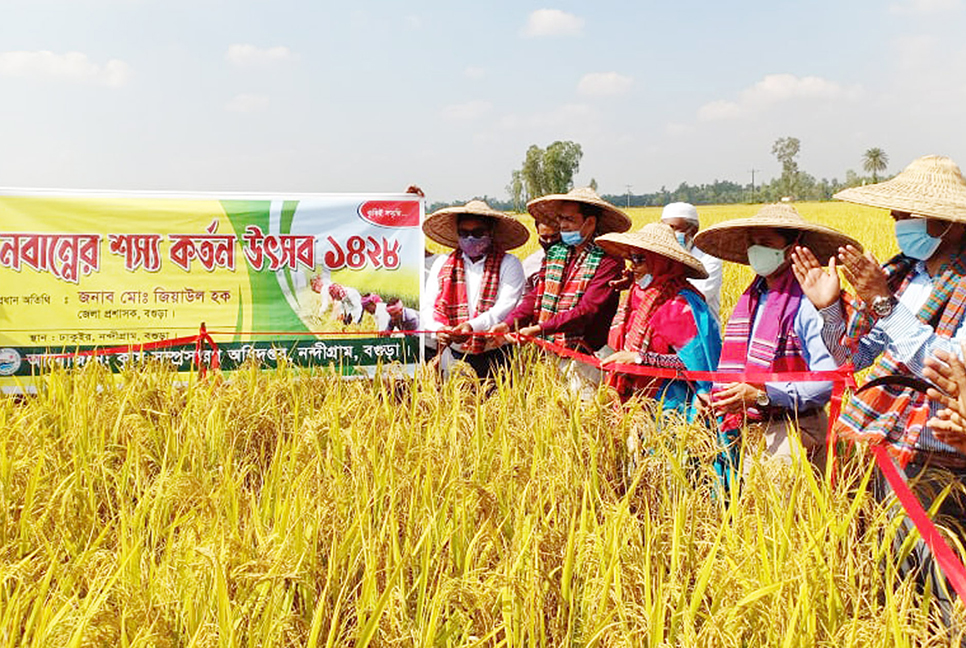 নন্দীগ্রামে নবান্ন উৎসবে ধান কাটলেন ডিসি