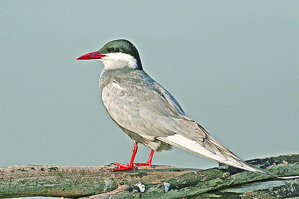 অস্থির পাখি গাংচিল
