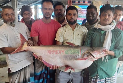 চরভদ্রাসনে ধরা পড়ল ২৬ কেজির পাঙ্গাশ 