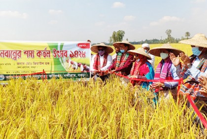 নন্দীগ্রামে নবান্ন উৎসবে ধান কাটলেন ডিসি