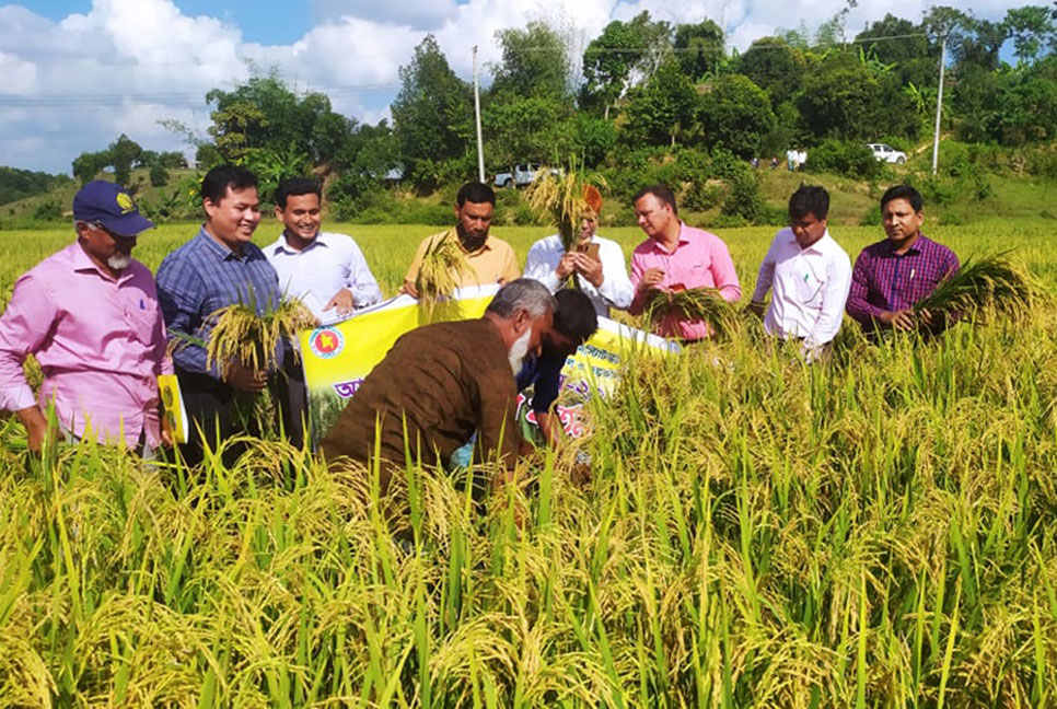 মানিকছড়িতে কৃষি প্রশিক্ষণ, মাঠ দিবস ও ধান কাটা উদ্বোধন