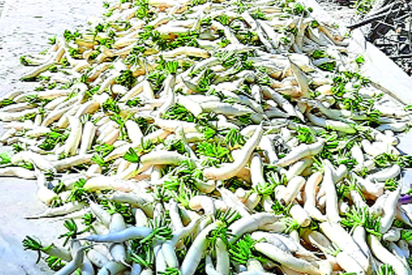 মুলার বাম্পার ফলনে কৃষকের মুখে হাসি