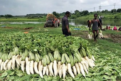 মুলার বাম্পার ফলনে কৃষকের মুখে হাসি