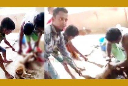 ১৫০০ টাকায় শিয়াল কিনে প্রকাশ্যে জবাই করে মাংস বিক্রি!