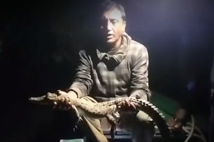 মোংলার লোকালয় থেকে উদ্ধার কুমির সুন্দরবনে অবমুক্ত