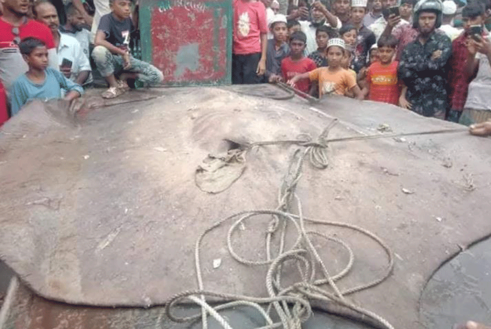 ১৫ মণের 'শাপলা পাতা' মাছ 