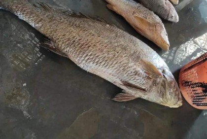 টেকনাফে কালো পোপা মাছের দাম হাঁকালো ১৪ লাখ টাকা 