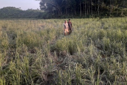 হাতি তাড়াতে নির্ঘুম রাত কাটাচ্ছে সীমান্তবাসী