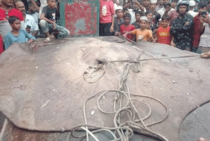 ১৫ মণের 'শাপলা পাতা' মাছ 