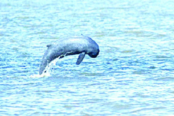 ফের ডলফিনের আনাগোনা