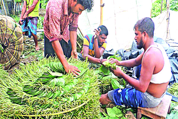 ঝিনাইদহে পানির দরে বিক্রি হচ্ছে পান