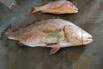 অবশেষে সেই ‘কালো পোপা’ মাছটি বিক্রি হলো ১০ লাখ টাকায়
