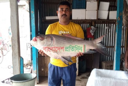 ১৮ কেজির কাতলার দাম সাড়ে ৩০ হাজার টাকা