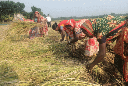 গোমস্তাপুরে আমন ধান কাটতে ব্যস্ত কৃষক 