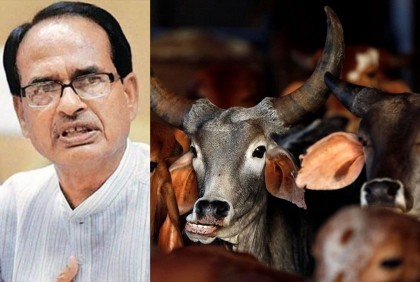 গোমূত্র ও গোবর ভারতের অর্থনীতিকে শক্তিশালী করবে : মধ্যপ্রদেশের মুখ্যমন্ত্রী