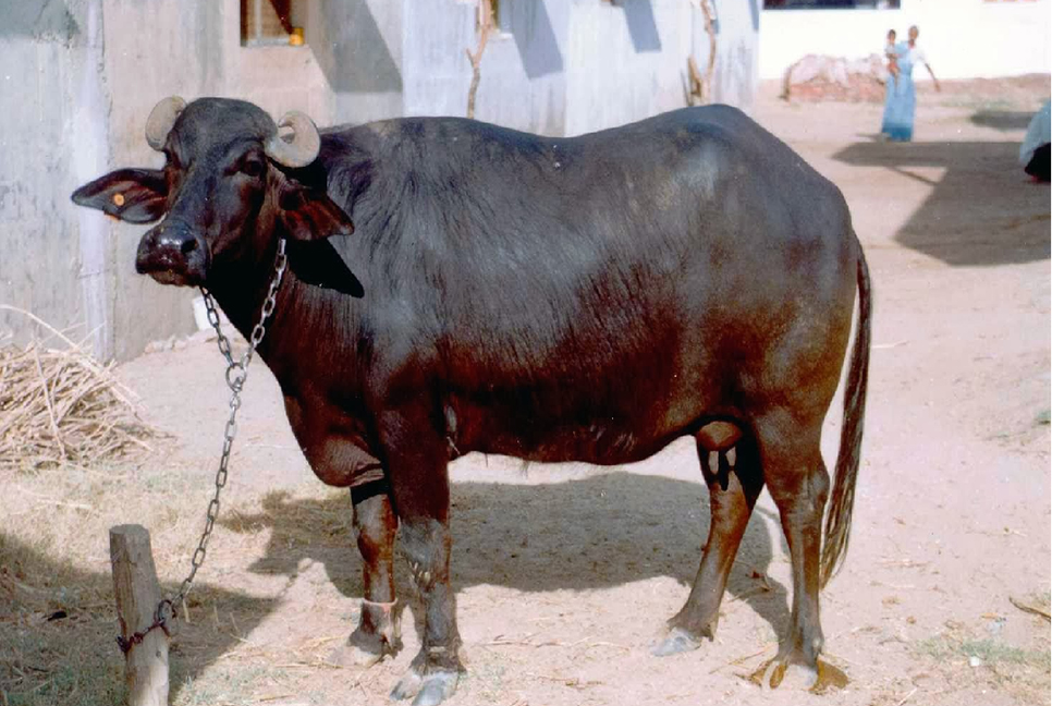 মহিষ দুধ না দেওয়ার পুলিশের কাছে অভিযোগ
