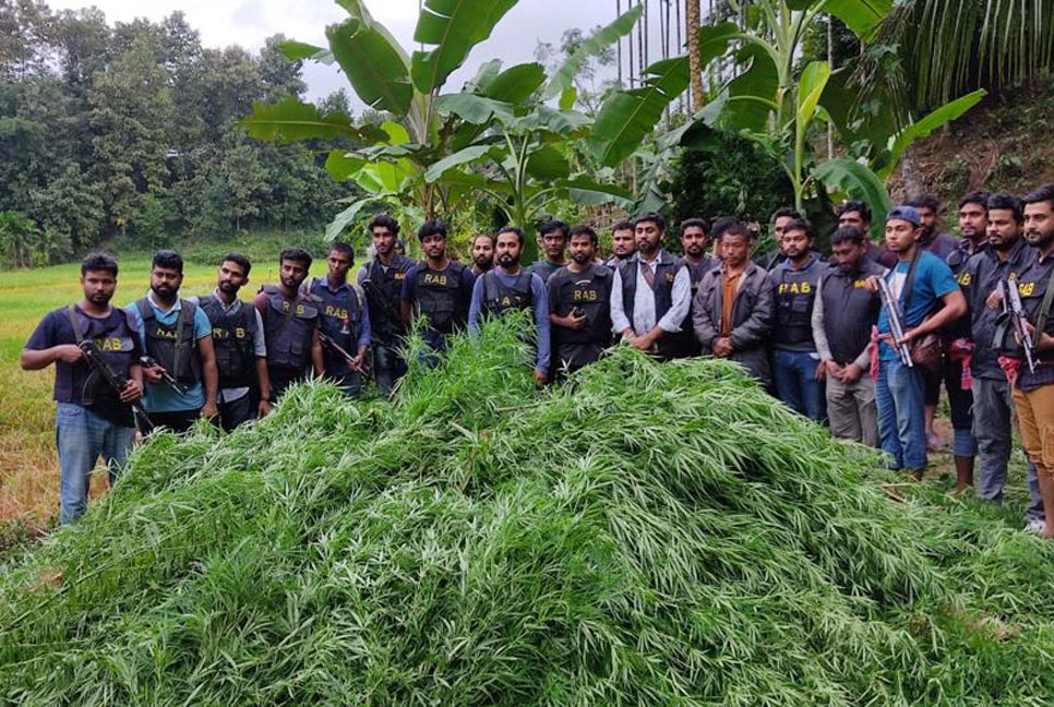 র‌্যাবের অভিযানে ৫ একর গাঁজার বাগান ধ্বংস, আটক ১ 