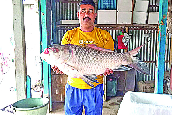 রাজবাড়ীতে পদ্মায় জেলের জালে ১৮ কেজির কাতলা