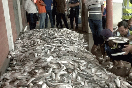 বরিশালে ২০০ মণ জাটকা জব্দ