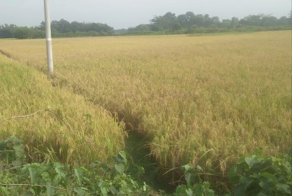 আমনের মাঠে মৌ-মৌ গন্ধ 