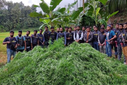 র‌্যাবের অভিযানে ৫ একর গাঁজার বাগান ধ্বংস, আটক ১ 