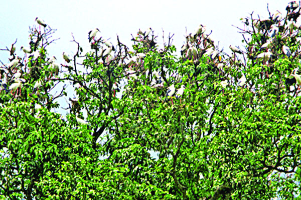সেই নীড়ে ফিরছে পাখি