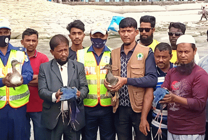 কুয়াকাটায় অতিথি পাখি অবমুক্ত 