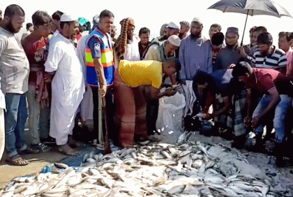কলাপাড়ায় কারেন্ট জালসহ ৩০ মণ জাটকা জব্দ