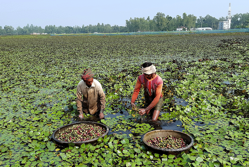 বগুড়ায় পানিফল চাষে আগ্রহ বাড়ছে কৃষকের